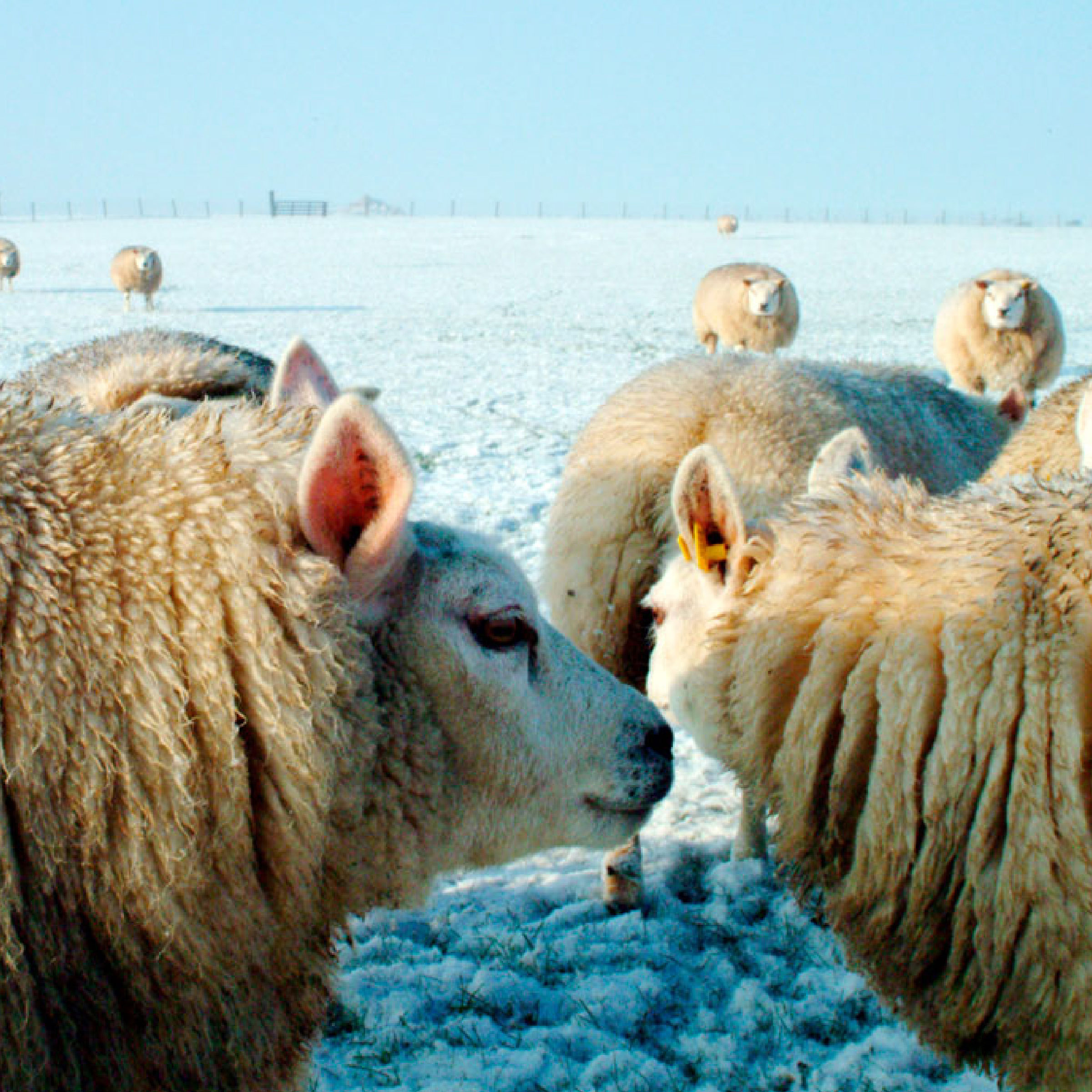 Texeler Dekbed Puur Natuur Scheerwol 4 Seizoenen 