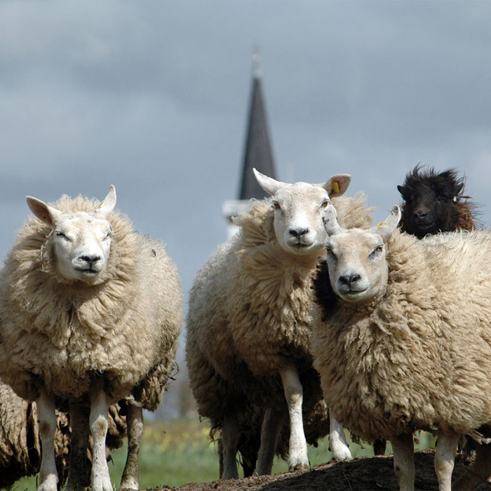 Texeler schapen