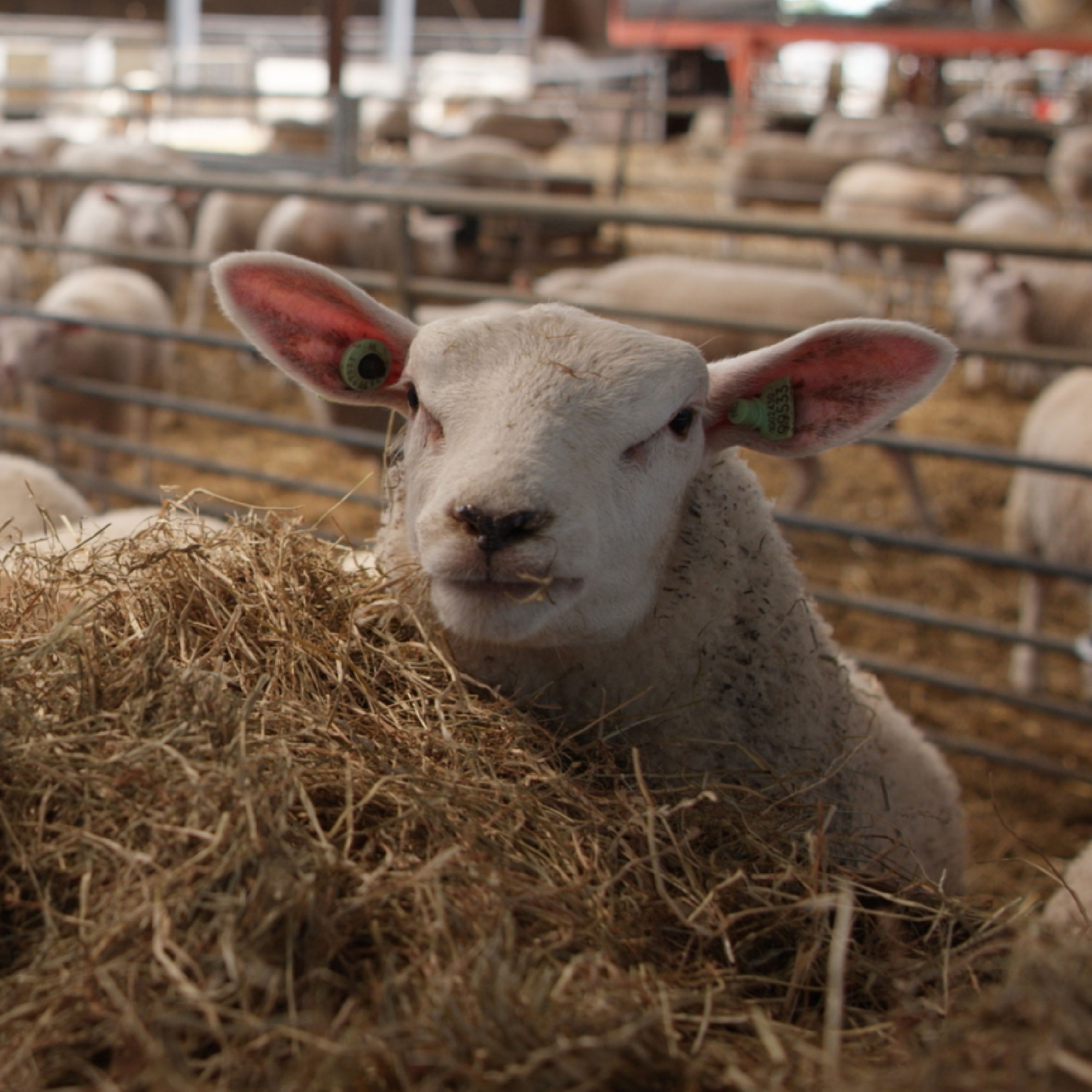 Texeler Dekbed Tencel Lamswol Gehele jaar 
