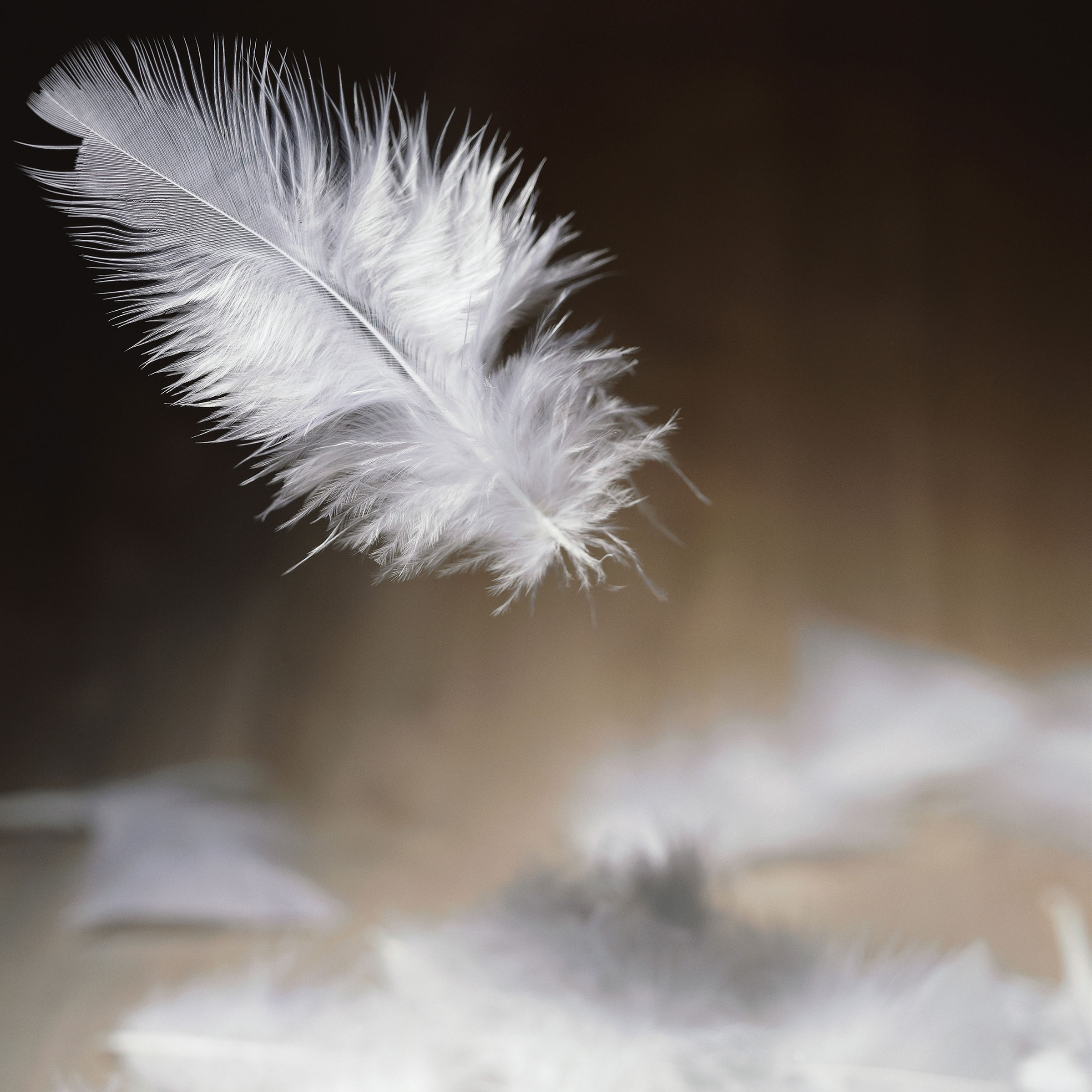 Waddendons Dekbed Scharreldons Dons Gehele jaar 