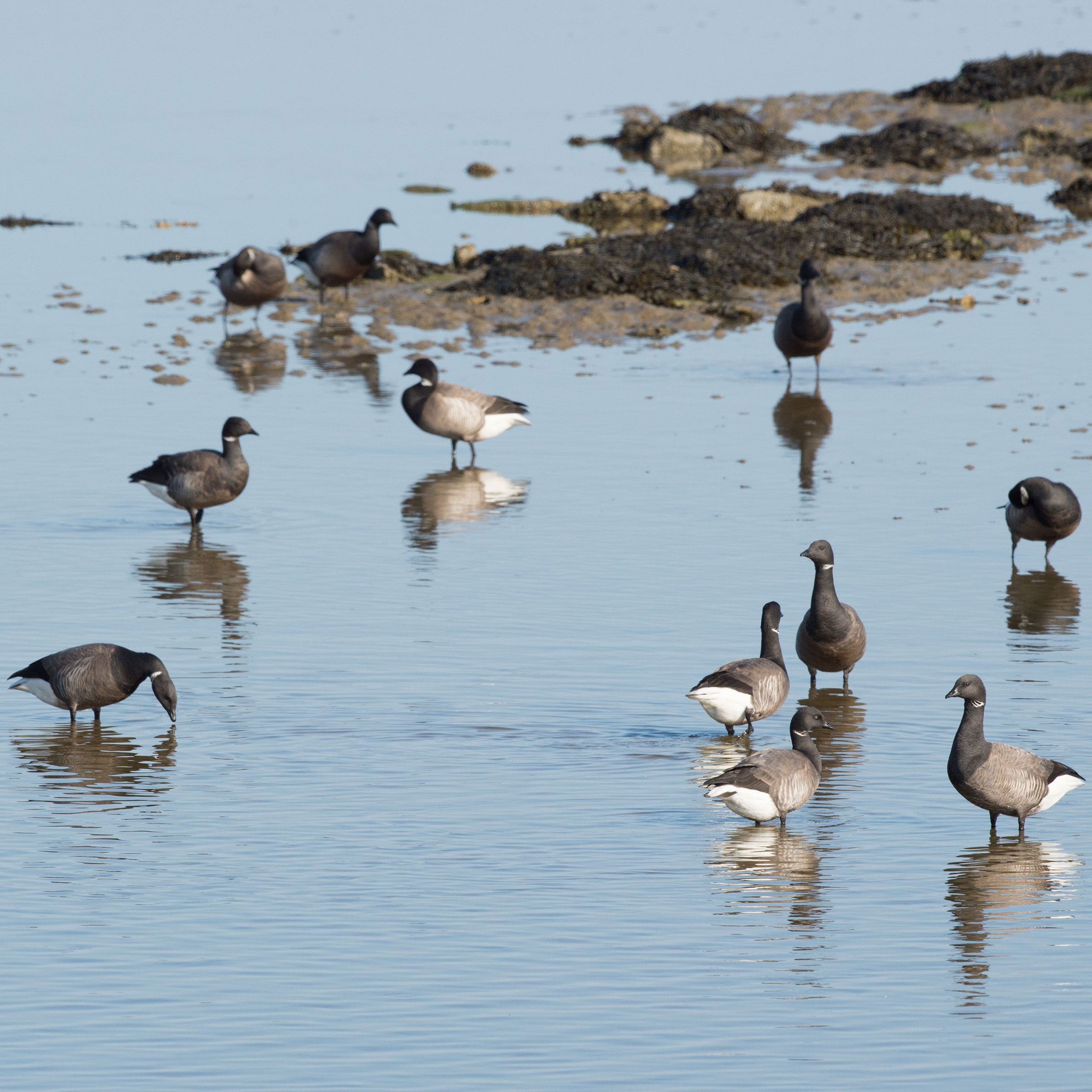 Waddendons Dekbed Scharreldons Dons Gehele jaar 