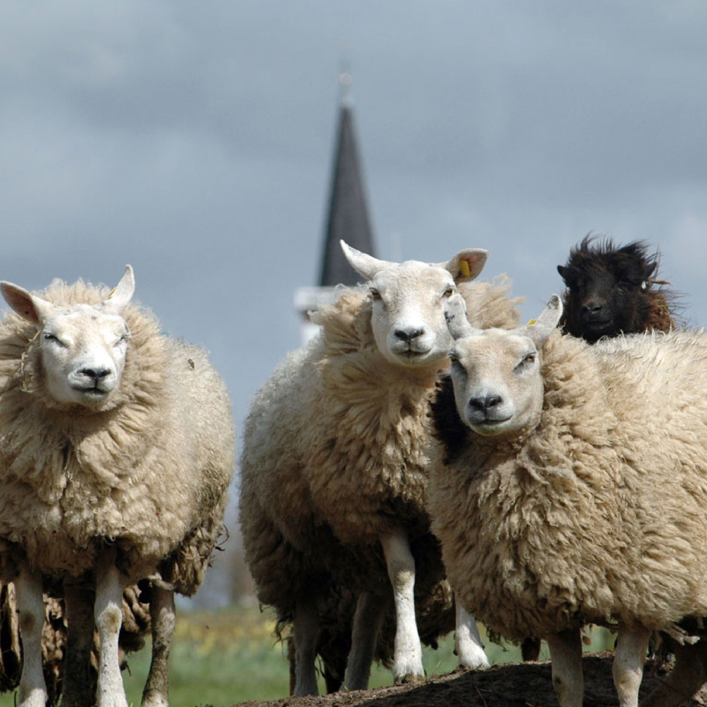 Texeler Dekbed Multikeus Scheerwol Zomer 