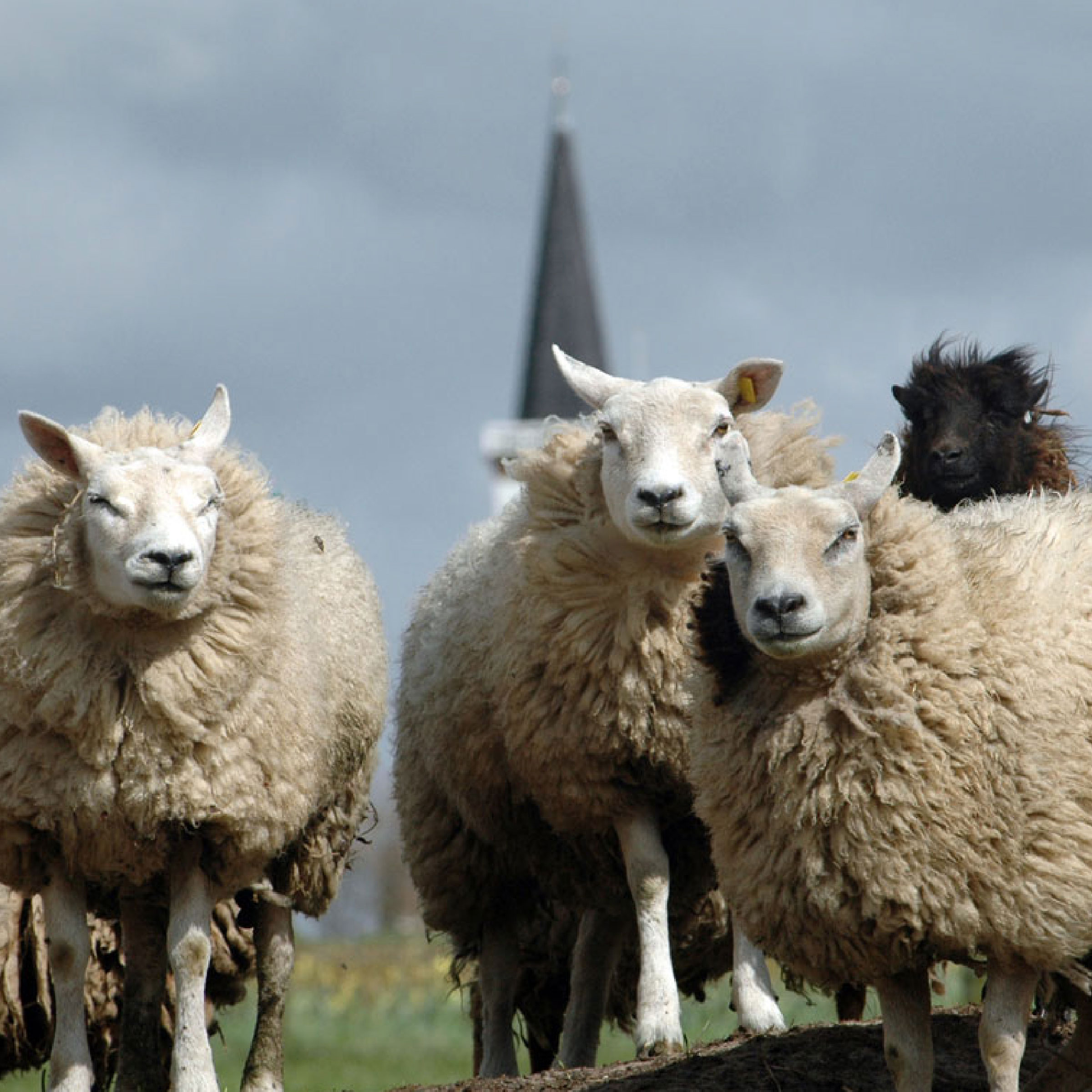 Texeler Dekbed Wonder Wool Care Scheerwol 4 Seizoenen 