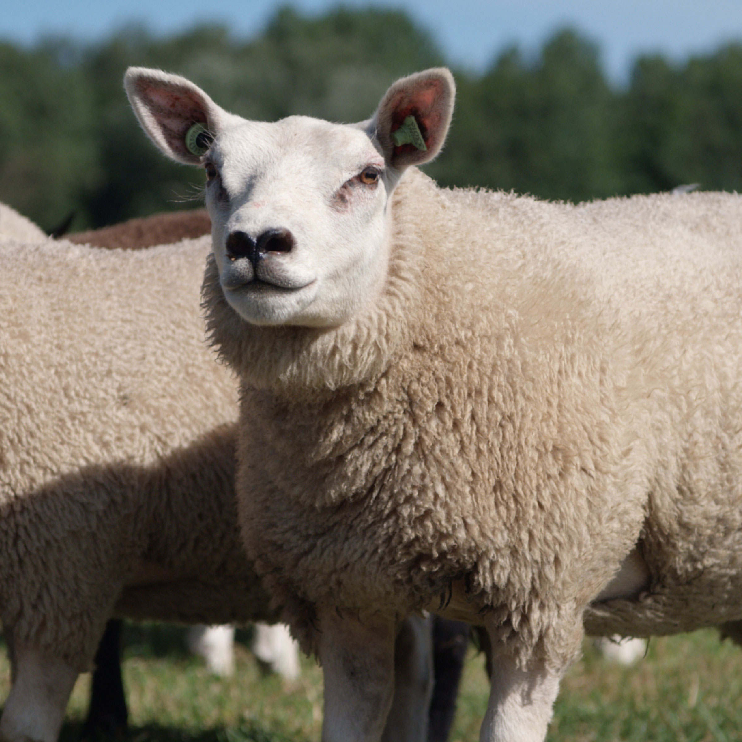 Texeler Dekbed Bovenste Beste Special Lamswol 4 Seizoenen 