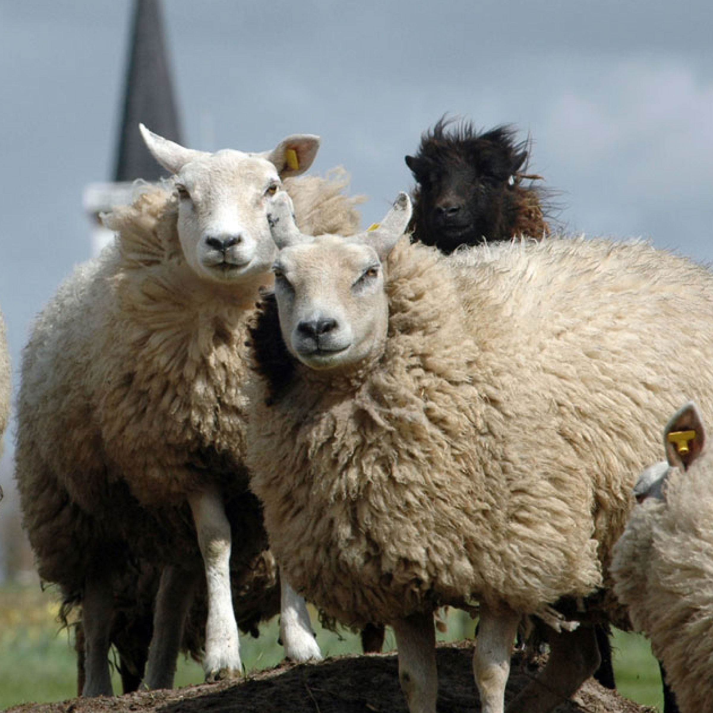 Texeler Kussen Soezz Perfection Scheerwol 60 x 70 cm