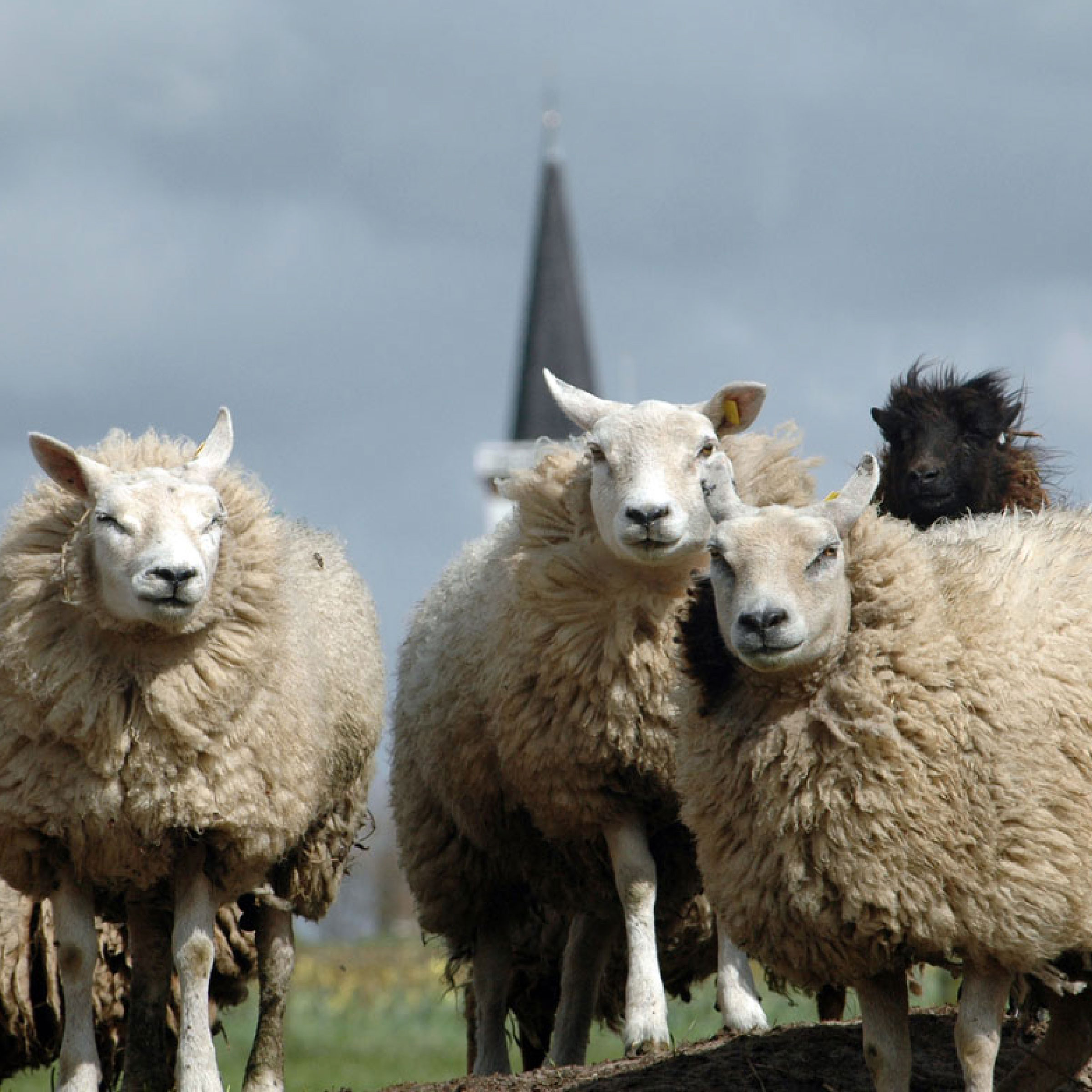 Texeler Dekbed Bovenste Beste Lamswol 4 Seizoenen 